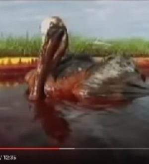 Гольфстрима больше нет