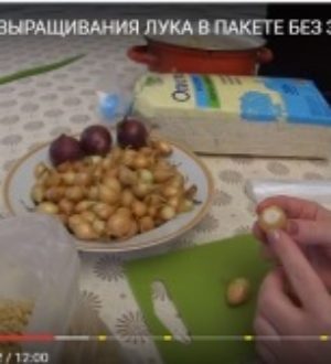 СУПЕР СПОСОБ ВЫРАЩИВАНИЯ ЛУКА В ПАКЕТЕ БЕЗ ЗЕМЛИ!